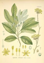 sassafras albidum