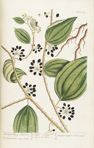 smilax aspera Peruvana