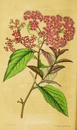 Spiraea japonica