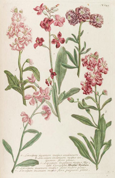 Matthiola incana