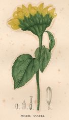 helianthus annuus