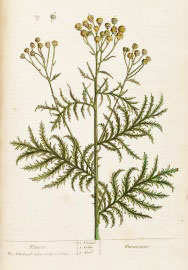 tanacetum vulgare