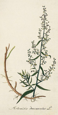 Artemisia dracunculus