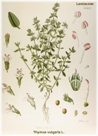 thyme