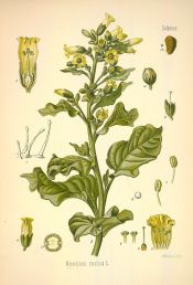 nicotiana rustica