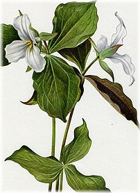 trillium grandiflorum