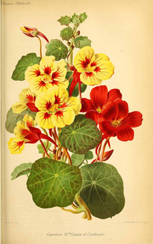 Tropaeolum majus