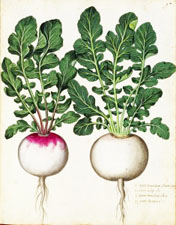 brassica rapa