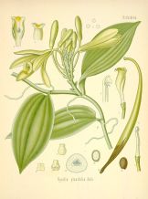 vanilla planifolia