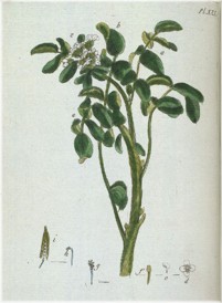 watercress