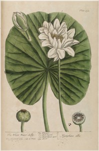 nymphaea alba