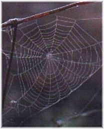 web