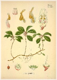 wintergreen