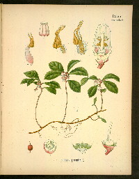 [wintergreen]