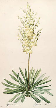 Yucca filamentosa