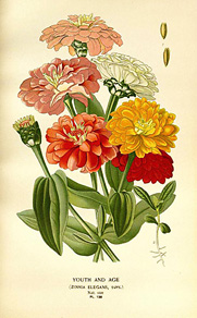 Zinnia elegans